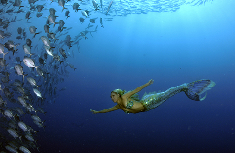 Hannah underwater in tail with a school of fish
